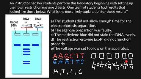 how to read a gel electrophoresis